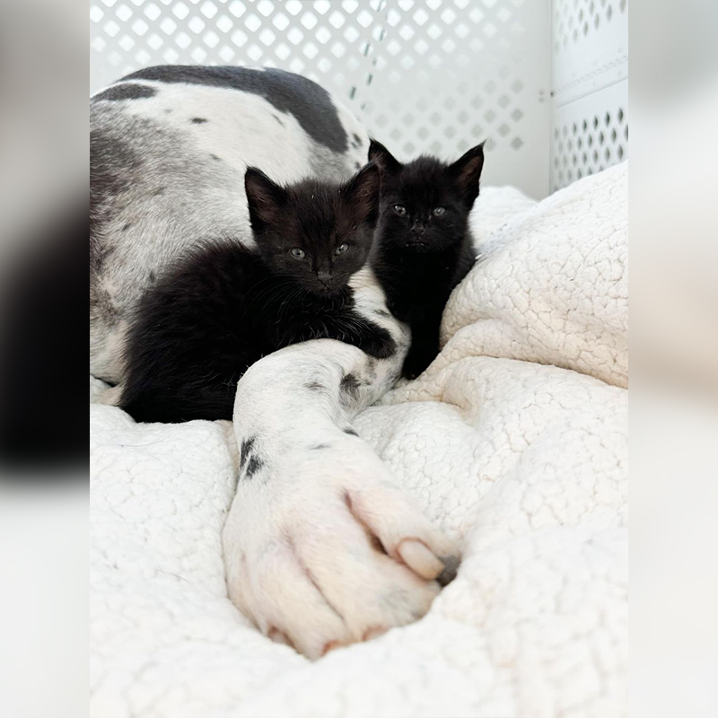 Kansas City, Kansas, Winnie, Great Dane, foster mom for kittens, Danes And Things, Bonnie, Nanny dog, black kittens, black cats, 1