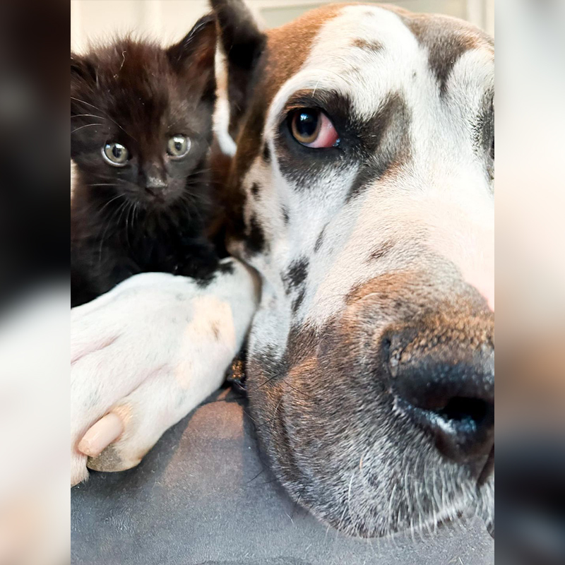 Winnie with kitten, Kansas City, KS