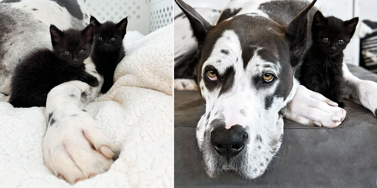 Kansas City, Kansas, Winnie, Great Dane, foster mom for kittens, Danes And Things, Bonnie, Nanny dog, black kittens, black cats