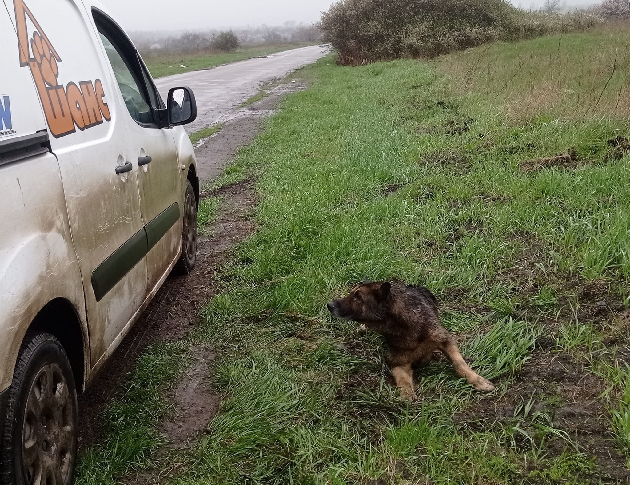 dog looking at car