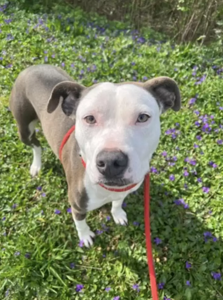 dog on leash standing on grass