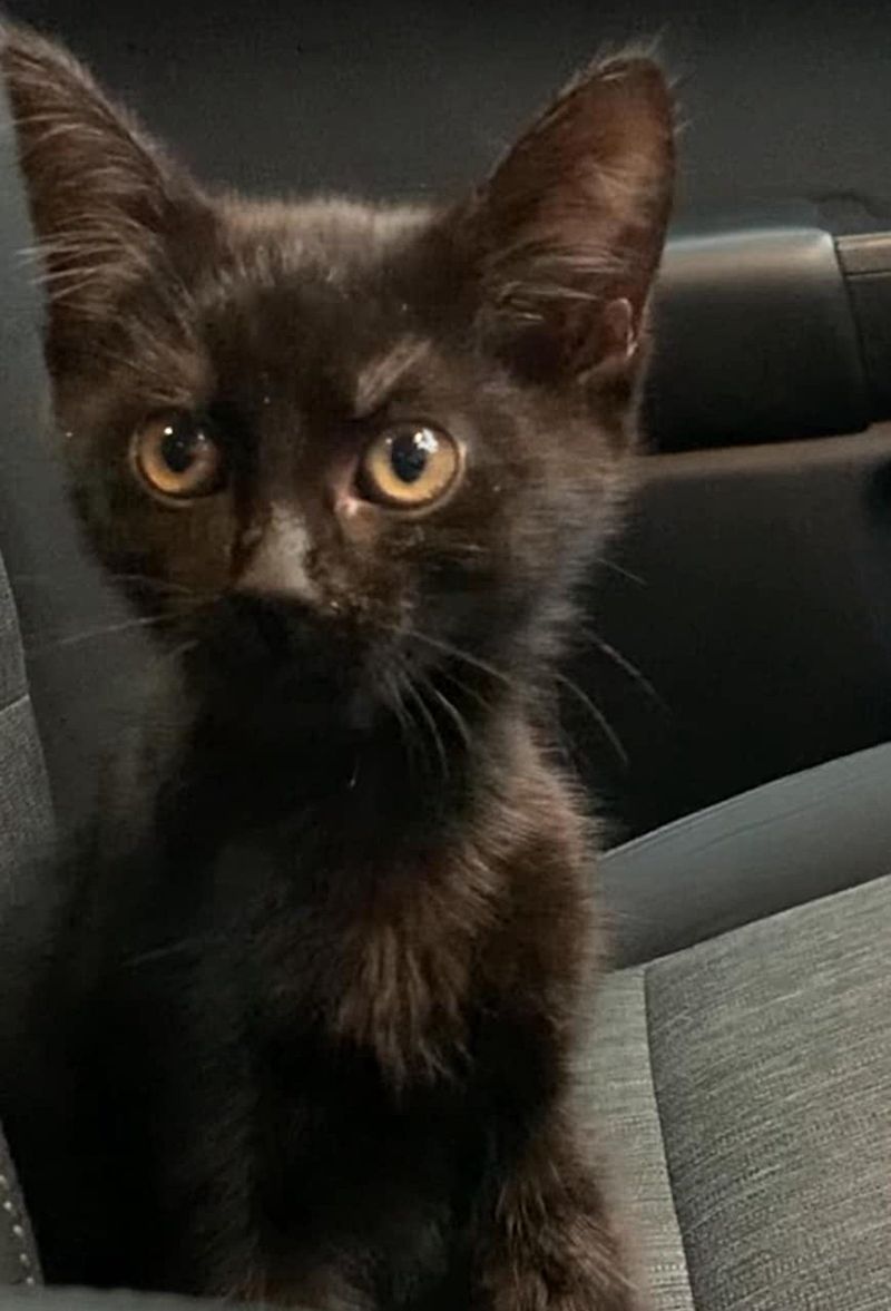 black kitten cute rescued