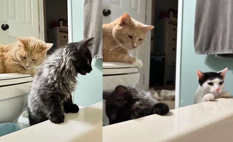 cat kittens bathtub