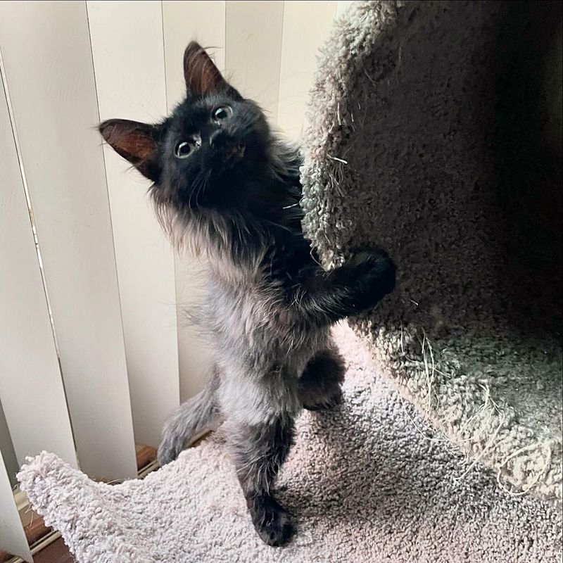 two toned fluffy kitten