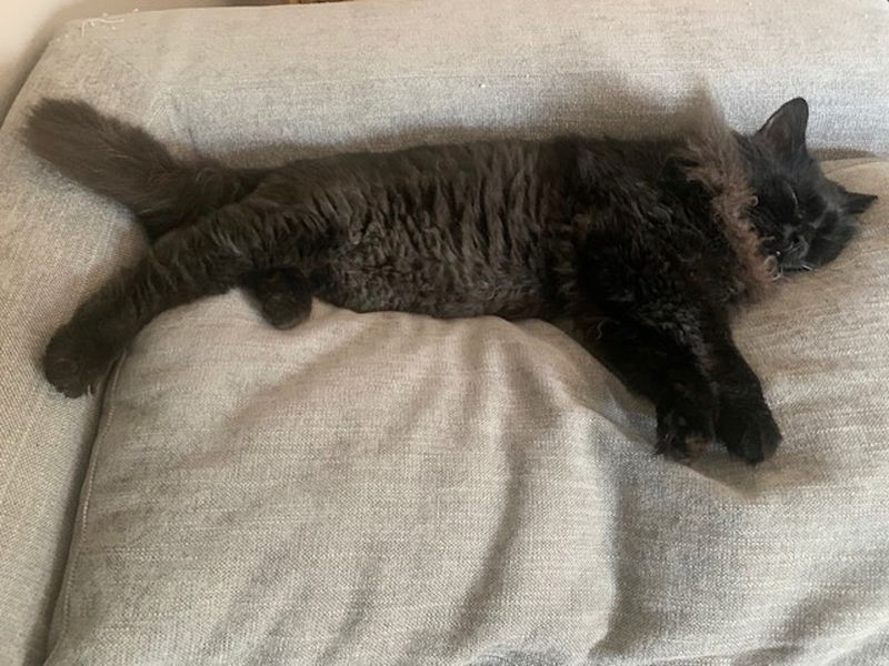 sleeping fluffy cat panther