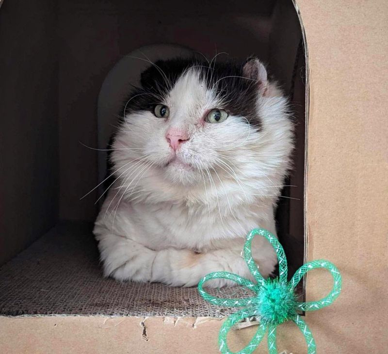 fluffy cat loafing