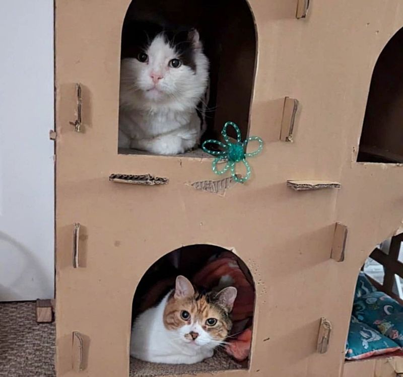 cats sharing cardboard house