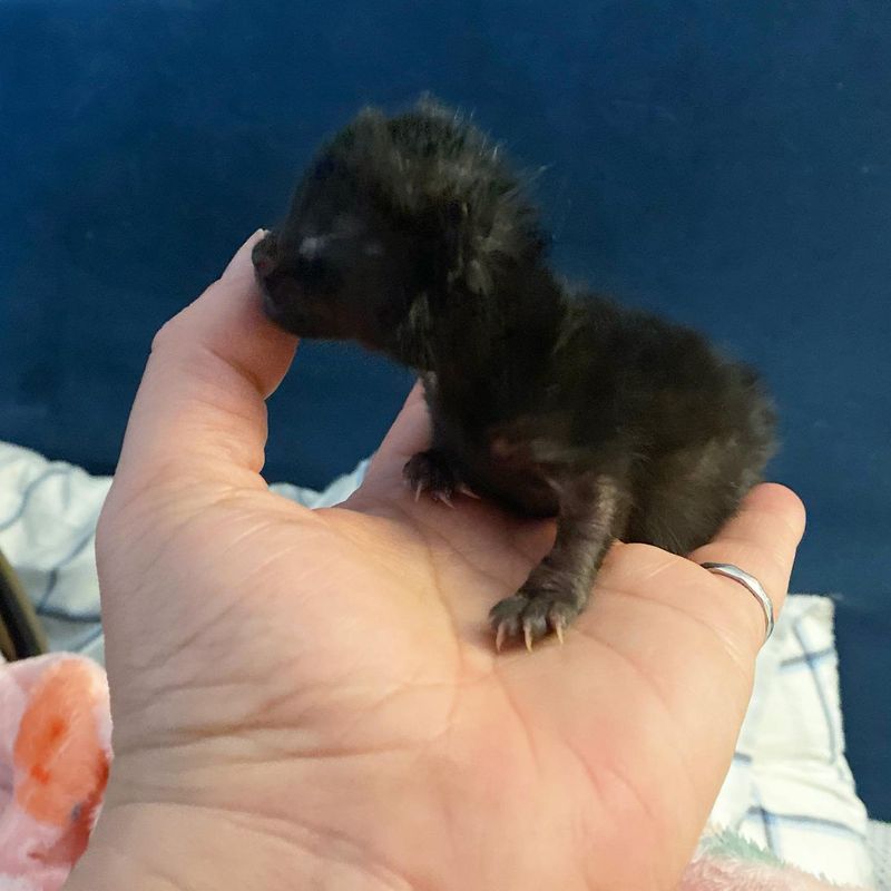 tiny house panther kitten