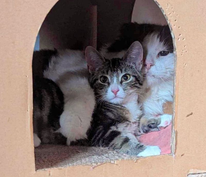 cat cuddles kitten friends