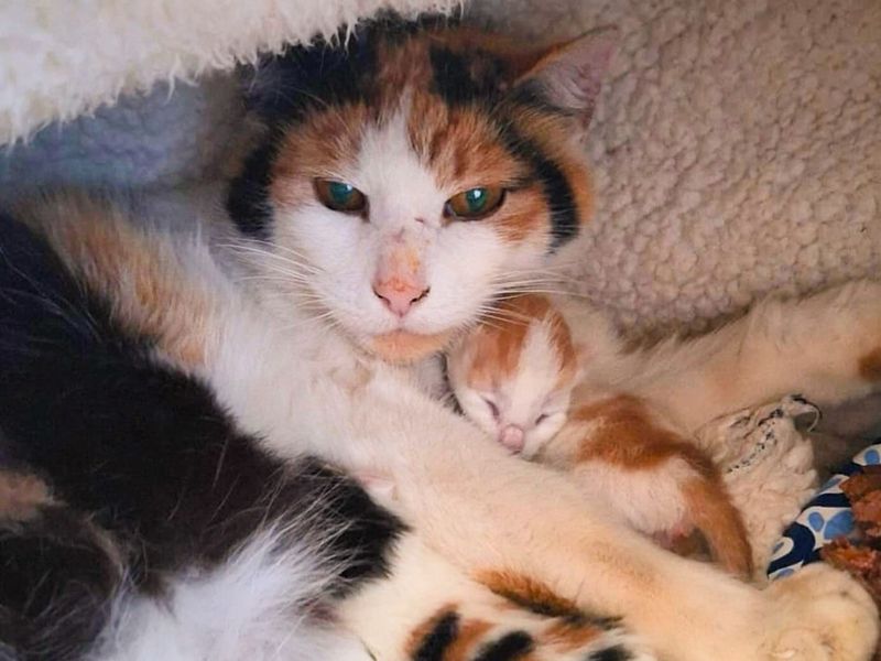 calico cat newborn kittens