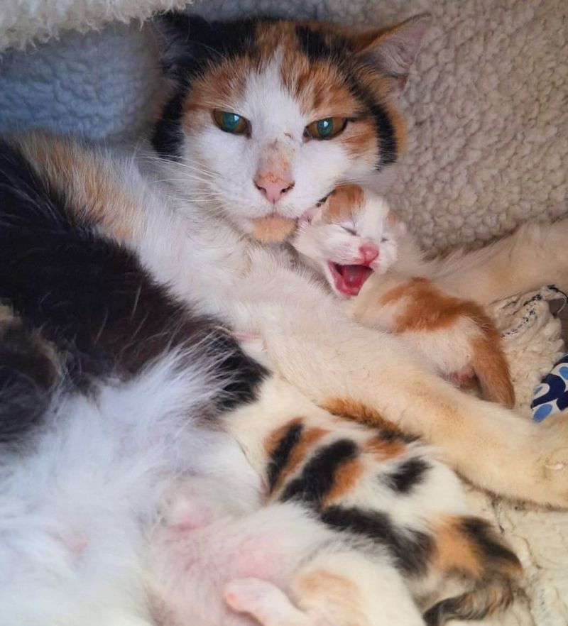 calico cat screaming kitten