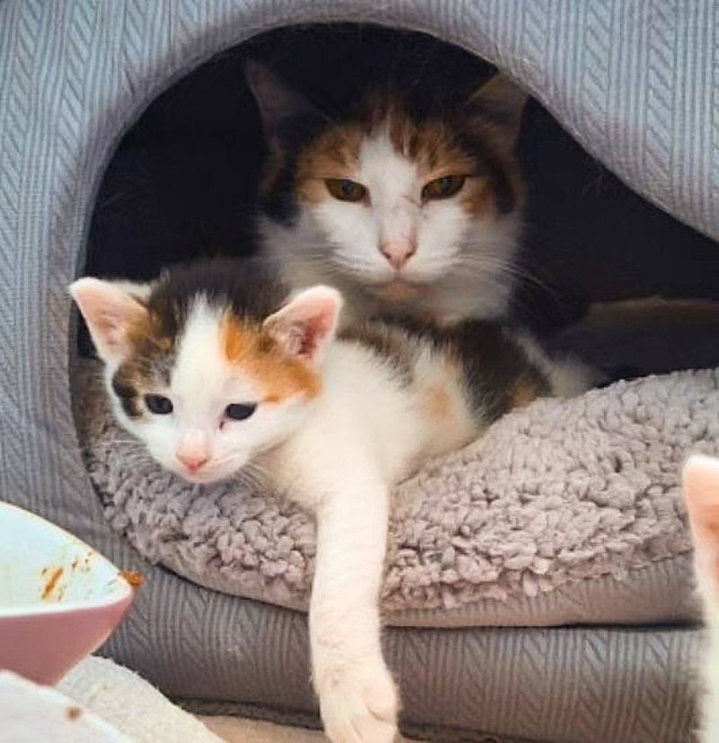 calico cat kitten