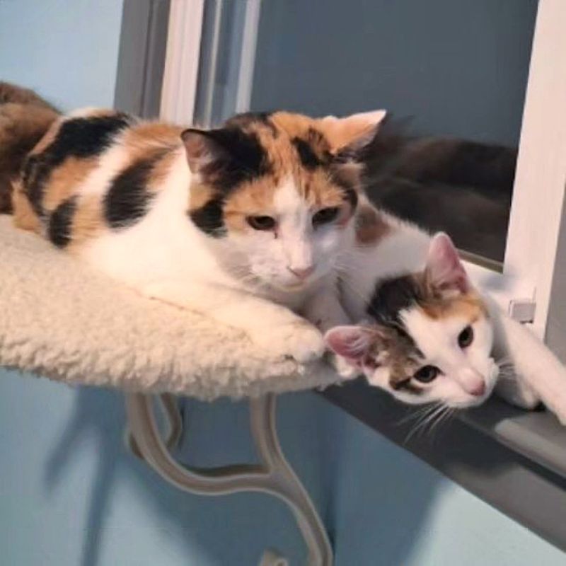 calico cat mom kitten snuggles