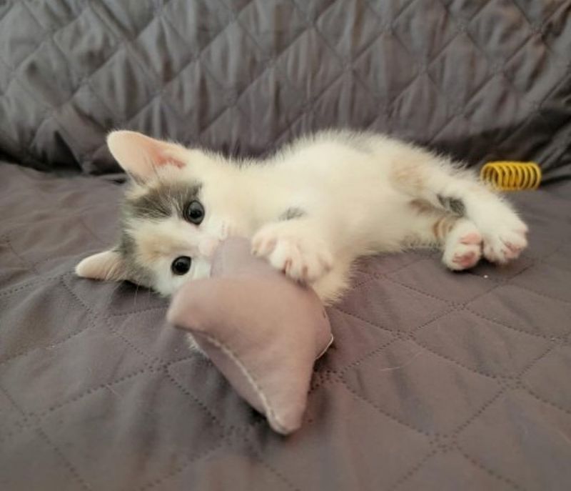 cream calico kitten