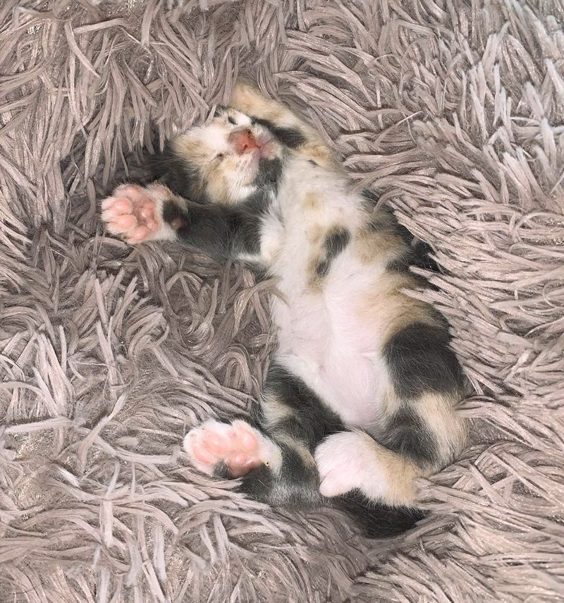 happy sleeping calico kitten