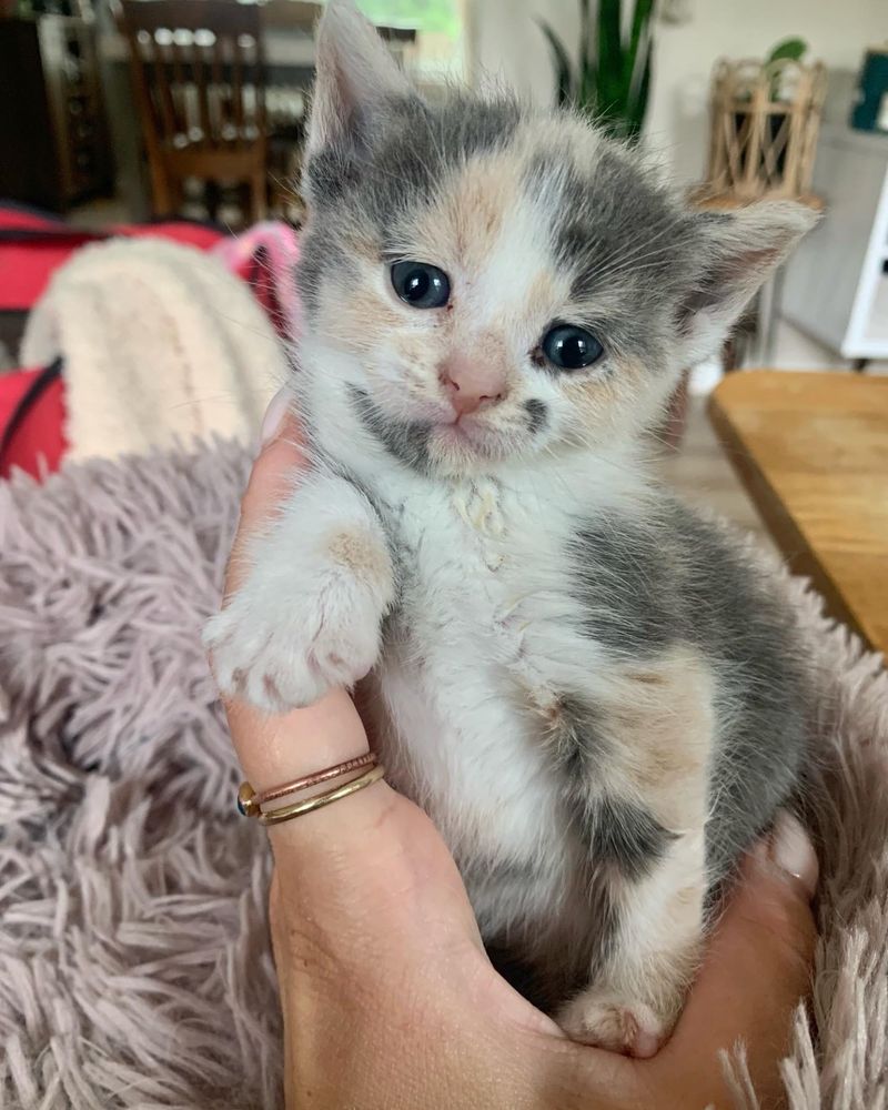 sweet dilute calico kitten