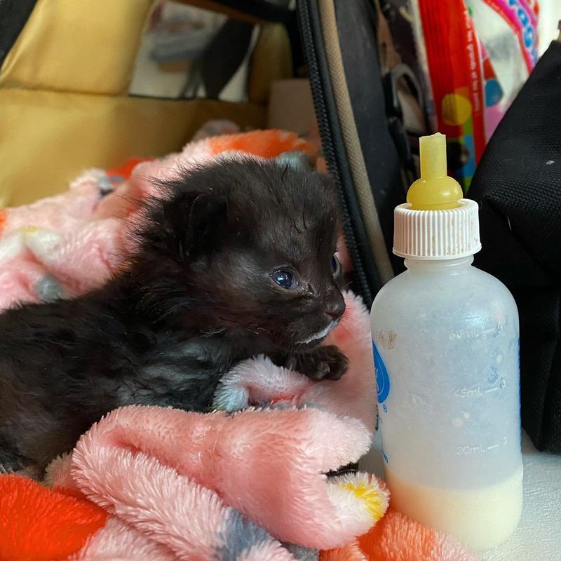 tiny kitten bottle time