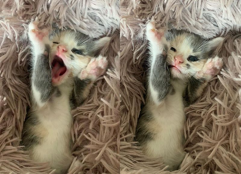 dilute calico yawn stretching