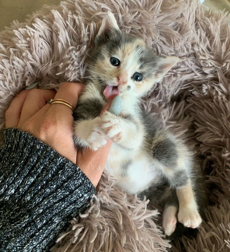 calico kitten hugs hand