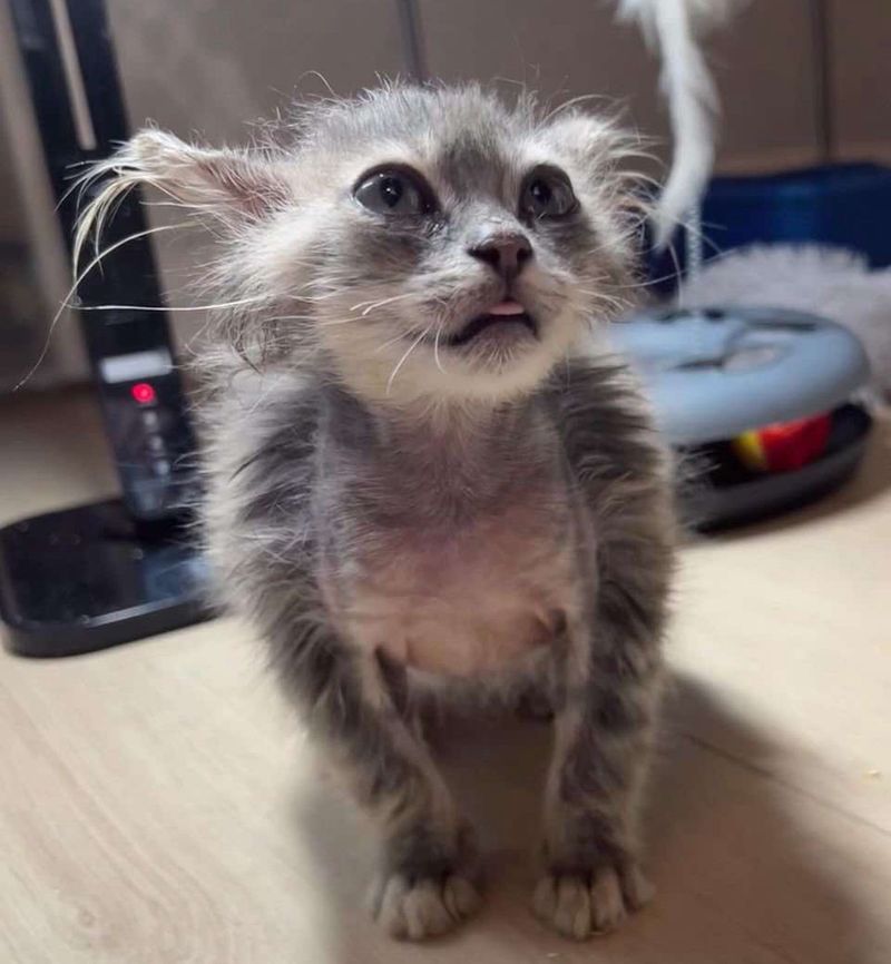 fluffy kitten gremlin tongue