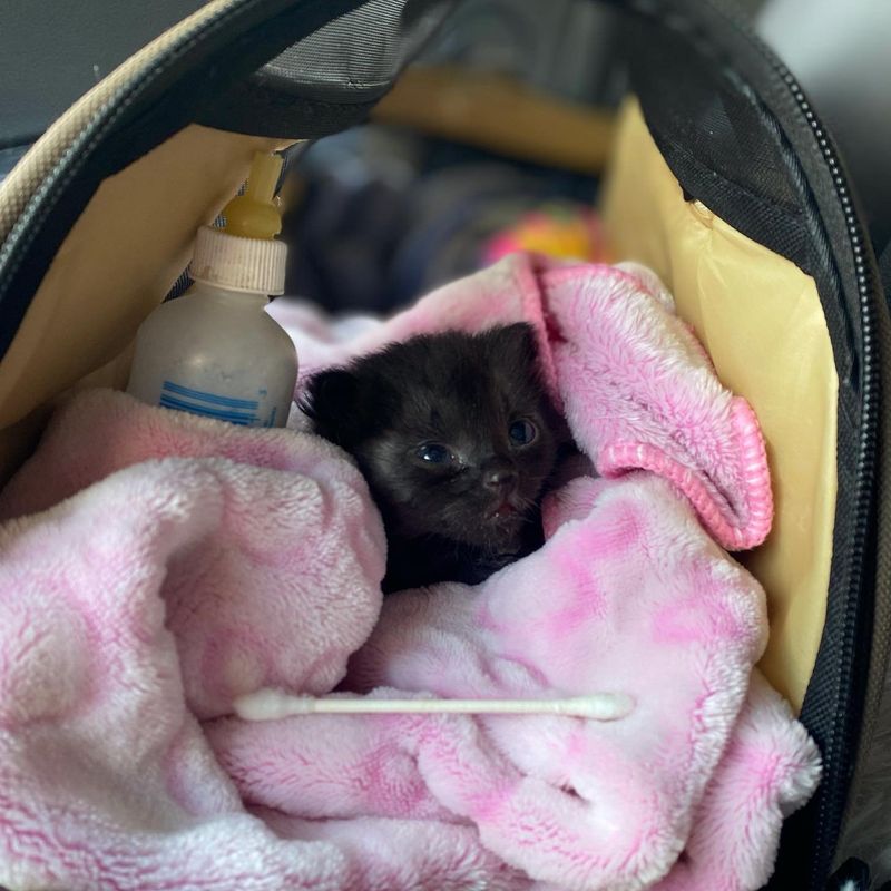 tiny black kitten carrier