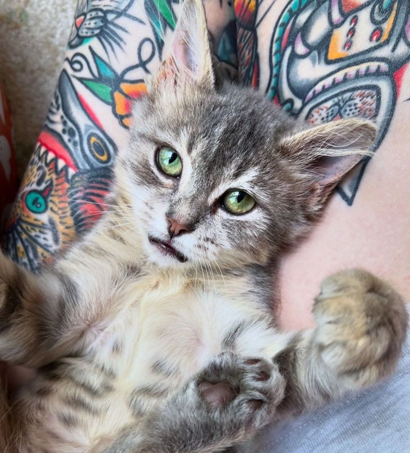 snuggly kitten ear tufts