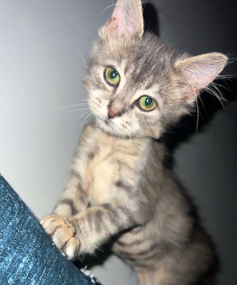 fluffy kitten ear tufts