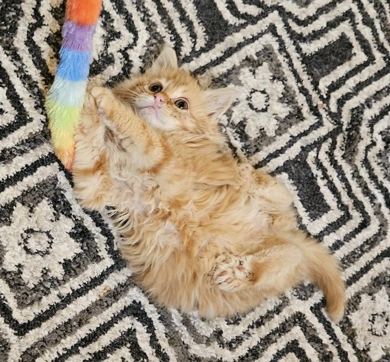 playful fluffy ginger kitten