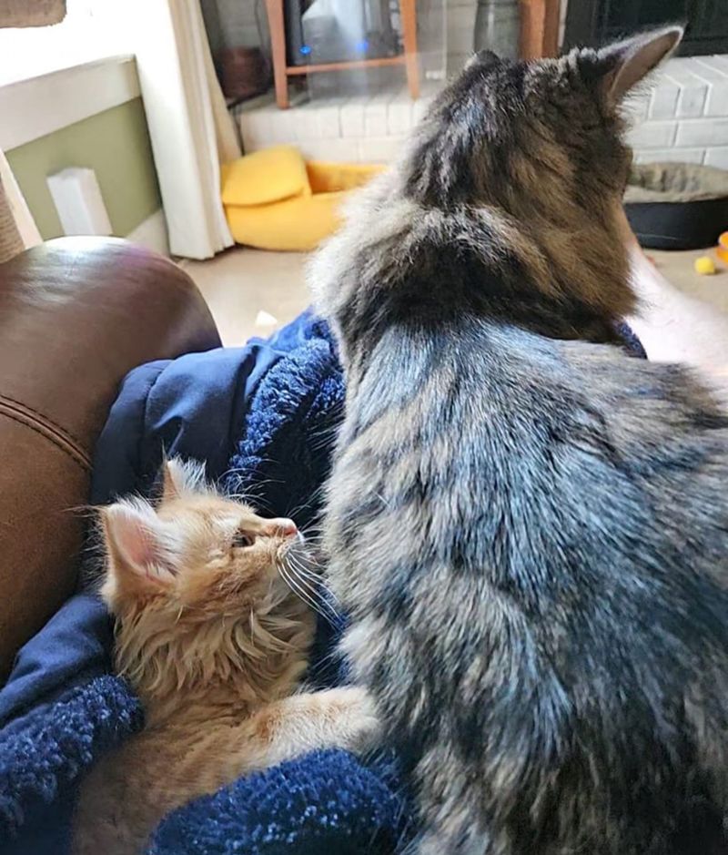 ginger kitten tabby cat snuggles