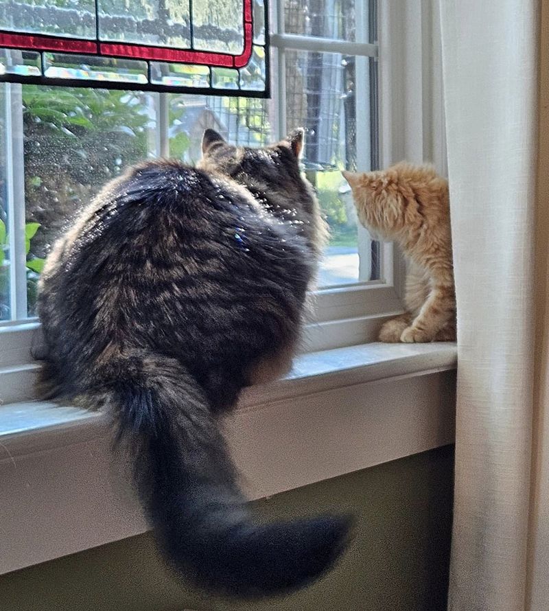 cat kitten window watching