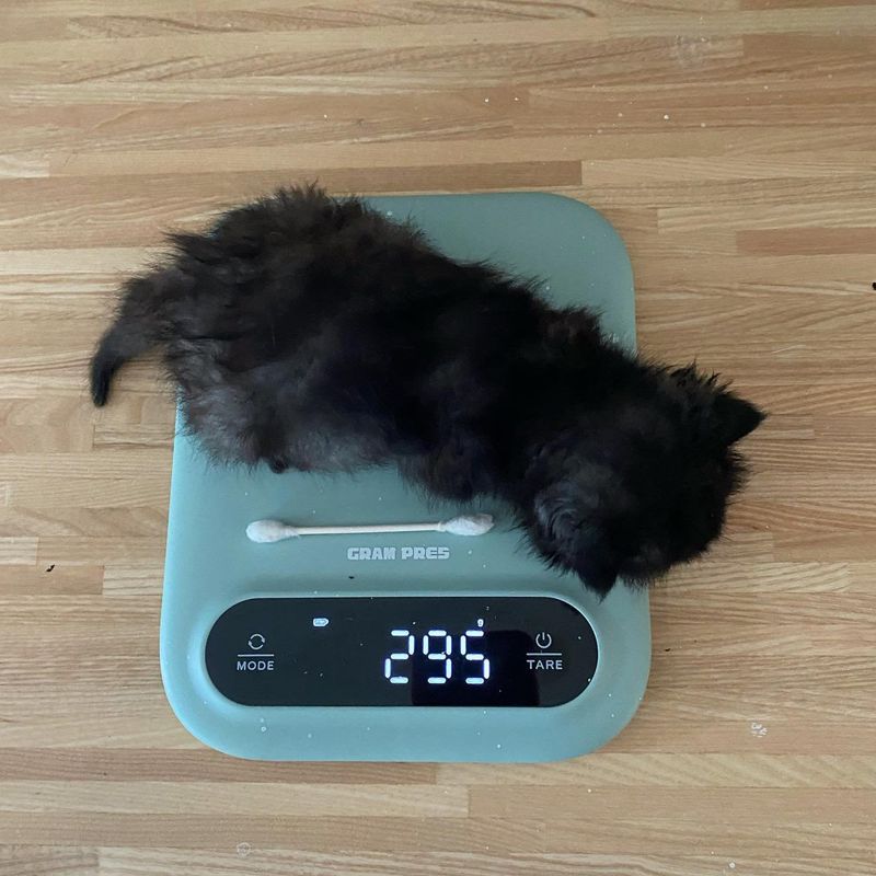 kitten weighing scale