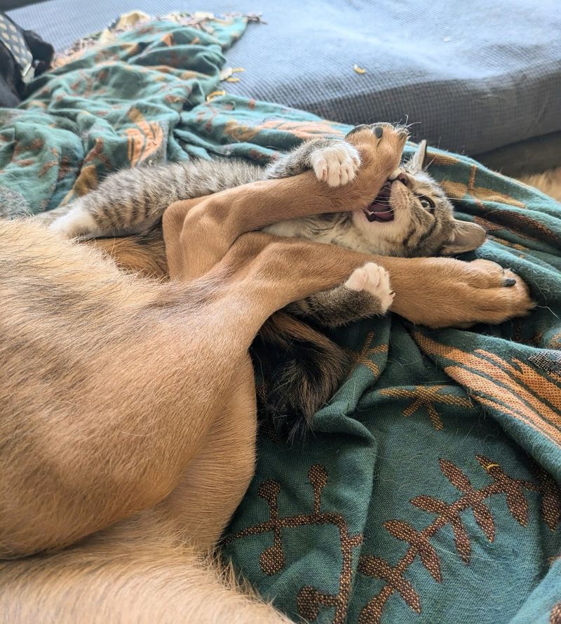 playful kitten dog feet