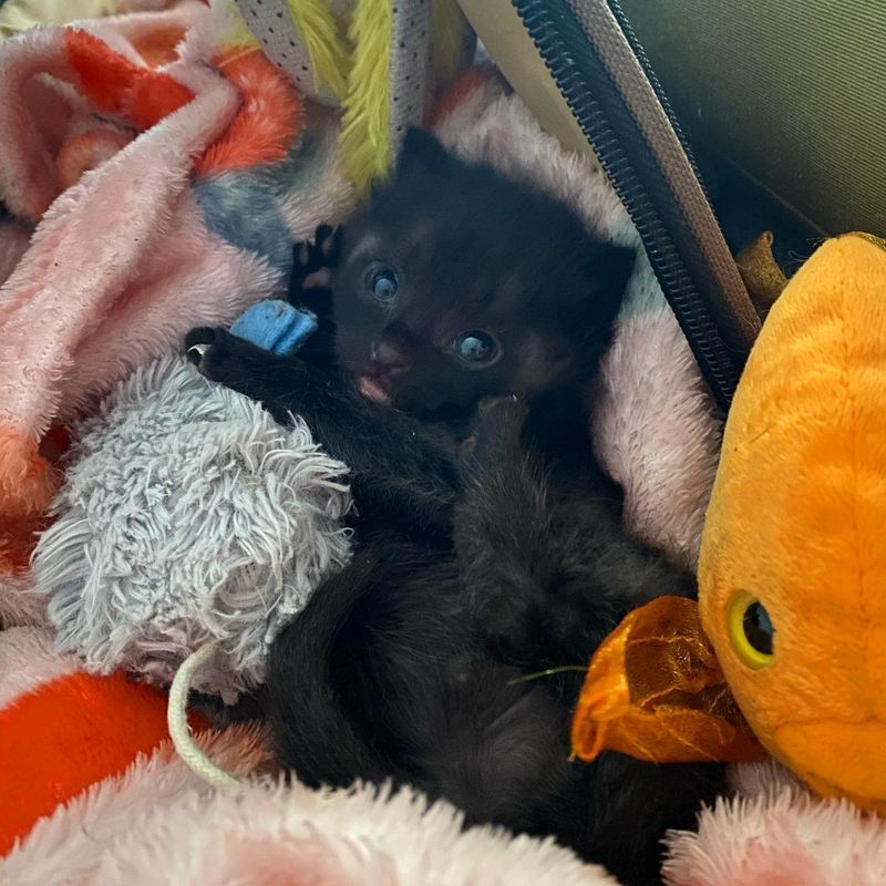 playful black kitten