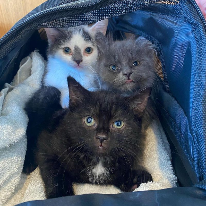 kittens snuggles carrier