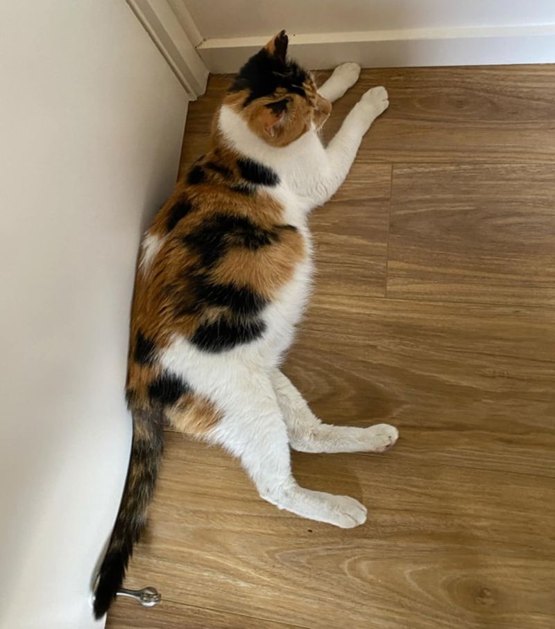 calico cat pregnant belly