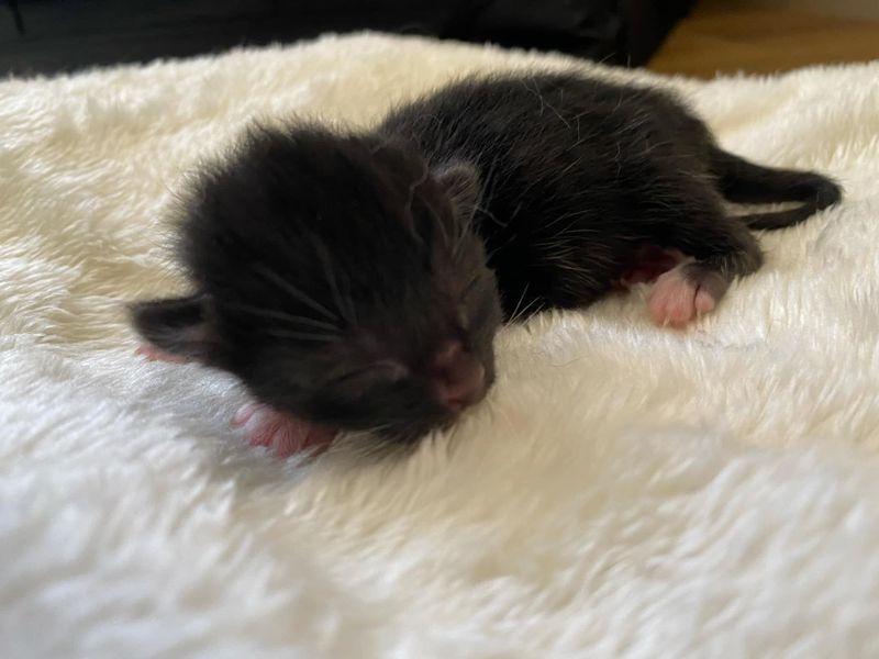 tuxedo newborn kitten