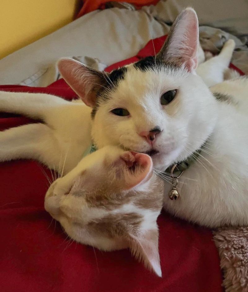 cat snuggles kitten friends