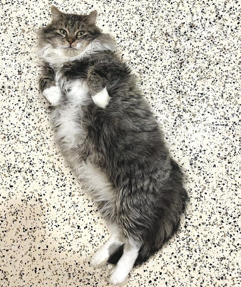 fluffy shelter cat belly