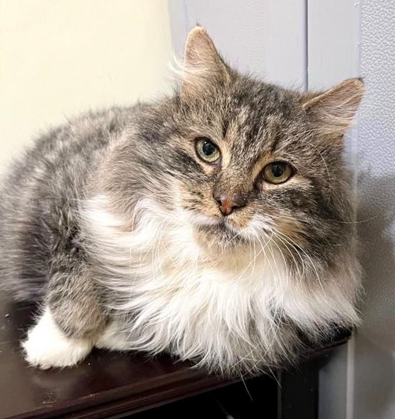 fluffy cat tabby