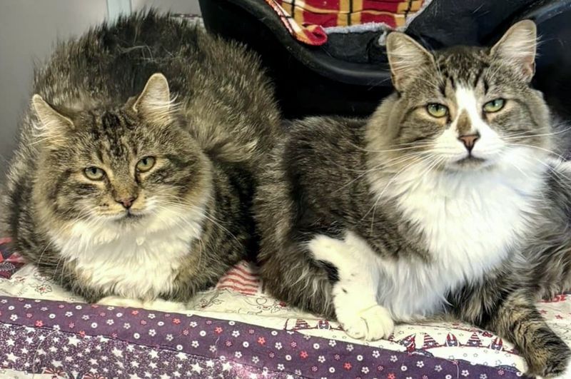 fluffy cats shelter friends