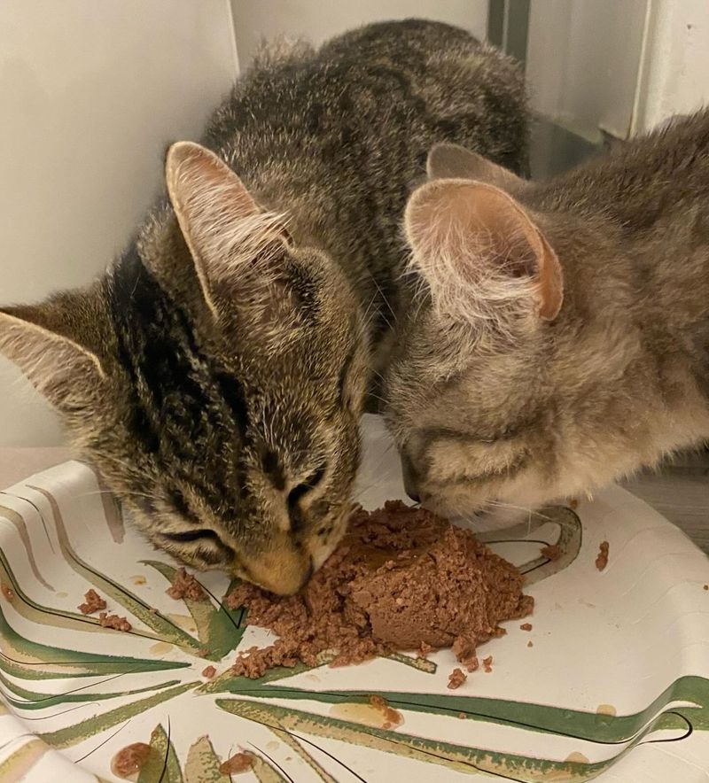 tabby cats friends eating