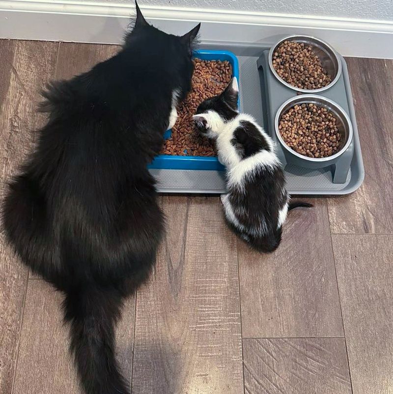 cat kitten eating together