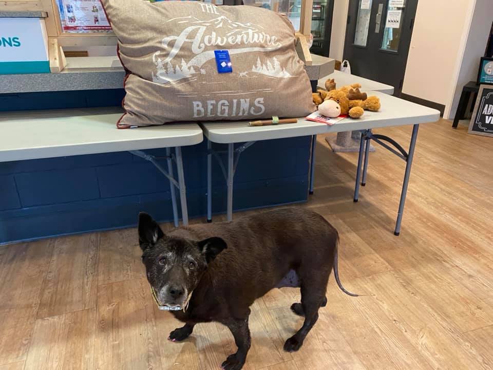 senior dog standing in the room