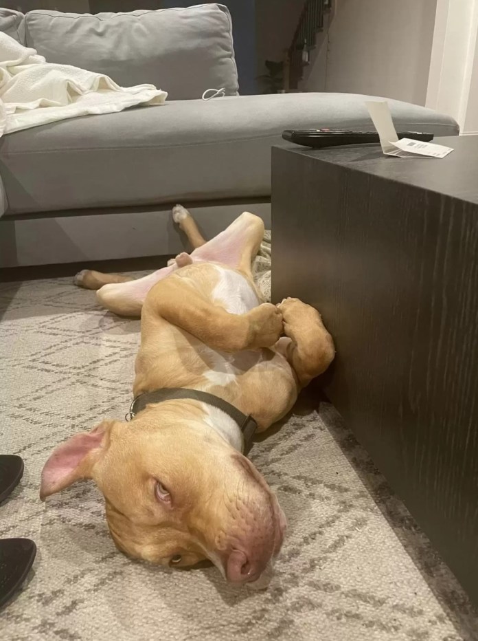 dog laying on the rug