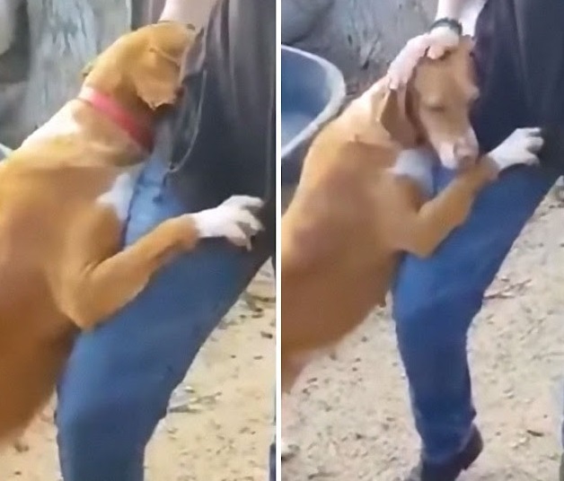 Dog hugging journalist's leg