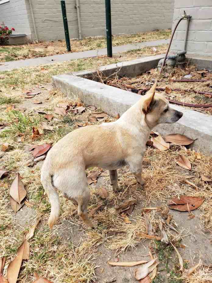 confused dog waiting for his owners