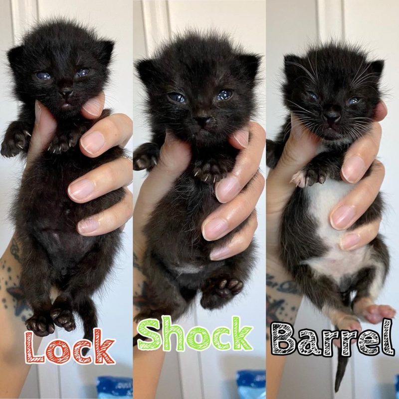 Lock, Shock, and Barrel the storm drain kittens.