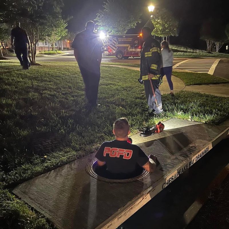 Firefighter and volunteer saving kittens from a storm drain.