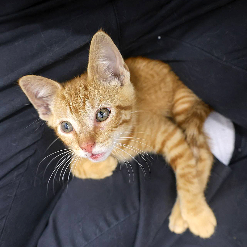 PAWS Chicago, Puddle the orange kitten saved from a sewer, sewer grate, ginger kitten, April Garza, Catherine Boryczka, Chicago Water Management, kitten rescue, Giving Day, community rescue, Ashland, Orange Line, 3