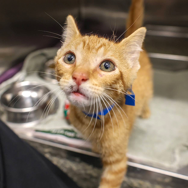 PAWS Chicago, Puddle the orange kitten saved from a sewer, sewer grate, ginger kitten, April Garza, Catherine Boryczka, Chicago Water Management, kitten rescue, Giving Day, community rescue, Ashland, Orange Line ,2